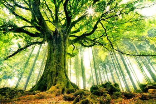 Vitamine N pour Nature, les ions négatifs