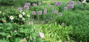 naturopathe
