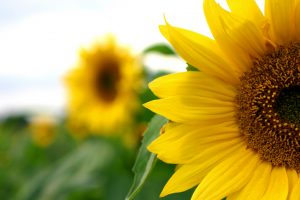 Naturopathe coach