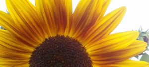 consultations en naturopathie