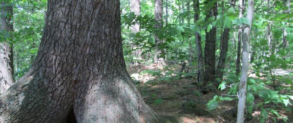 la naturopathie